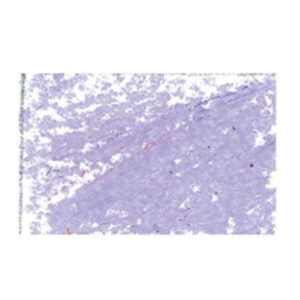 19 - Rosa - 11 MM Pastelli a Olio Jaxon